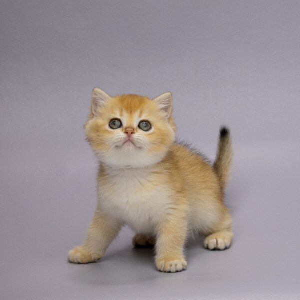 Holli British Shorthair