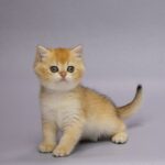 Holli-female-British-Shorthair-cat-puppy-for-sale-1 (3)