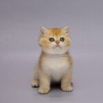 Holli-female-British-Shorthair-cat-puppy-for-sale-1 (4)