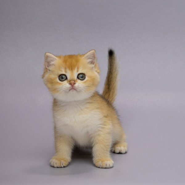Holli British Shorthair