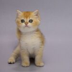 Holli-female-British-Shorthair-cat-puppy-for-sale-1 (6)