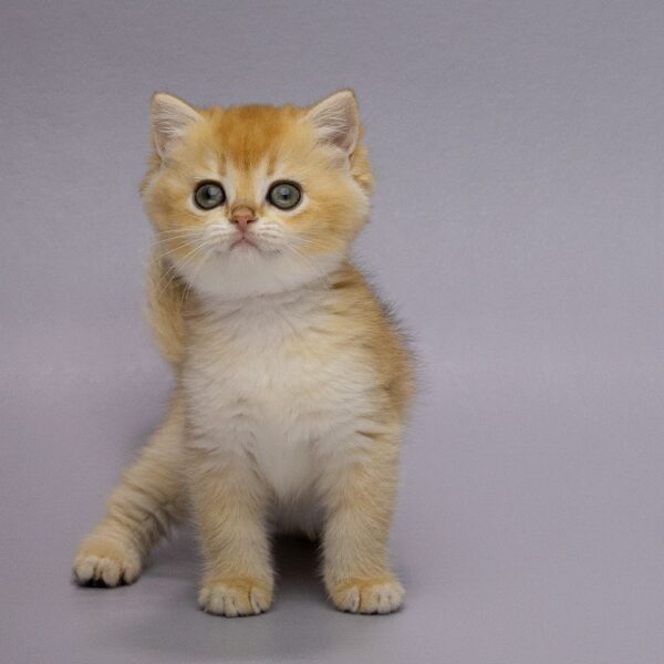 Holli British Shorthair