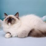 Ignat-male-ragdoll-cat-puppy-for-sale-1 (1)