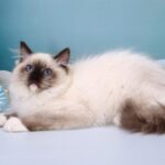 Ignat-male-ragdoll-cat-puppy-for-sale-1 (2)