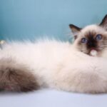 Ignat-male-ragdoll-cat-puppy-for-sale-1 (3)