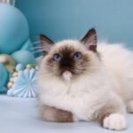 Ignat-male-ragdoll-cat-puppy-for-sale-1 (4)