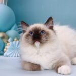 Ignat-male-ragdoll-cat-puppy-for-sale-1 (5)