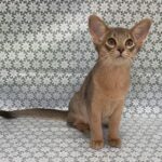 Iron-male-Abyssinian-cat-puppy-for-sale-1 (1)