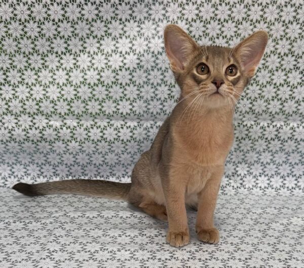 Iron Abyssinian Iron Abyssinian