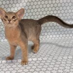 Iron-male-Abyssinian-cat-puppy-for-sale-1 (2)