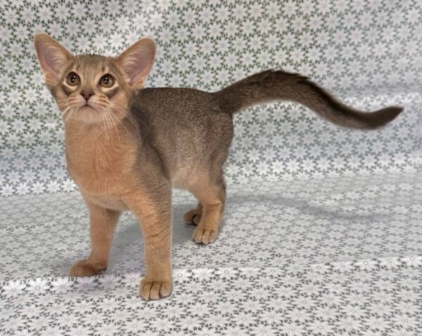Iron Abyssinian Iron Abyssinian