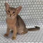 Iron-male-Abyssinian-cat-puppy-for-sale-1 (3)