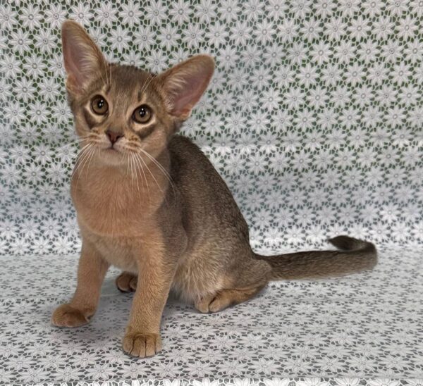Iron Abyssinian Iron Abyssinian