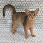 Iron-male-Abyssinian-cat-puppy-for-sale-1 (4)