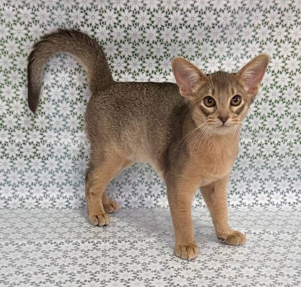 Iron Abyssinian Iron Abyssinian