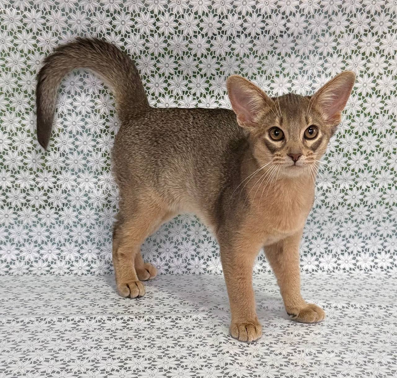 Iron Abyssinian