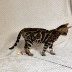 Nora-female-bengal-cat-puppy-for-sale-1 (1)
