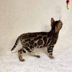 Nora-female-bengal-cat-puppy-for-sale-1 (2)