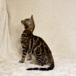 Nora-female-bengal-cat-puppy-for-sale-3