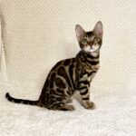 Nora-female-bengal-cat-puppy-for-sale-4
