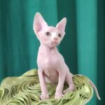 Odelia-female-Sphynx-cat-puppy-for-sale-1 (1)
