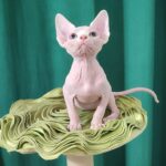 Odelia-female-Sphynx-cat-puppy-for-sale-1 (2)