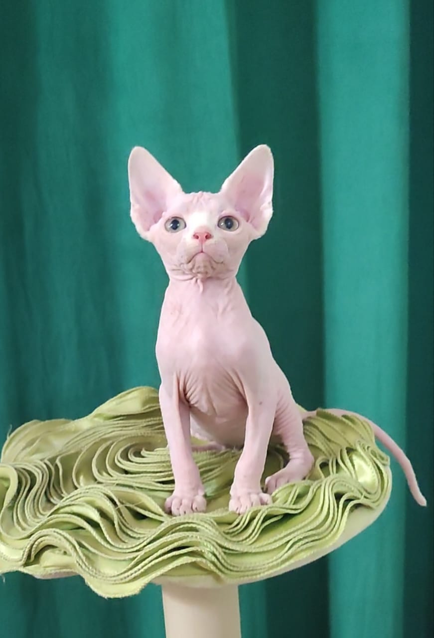 Odelia Sphynx