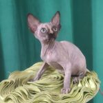 Olivia-female-Sphynx-cat-puppy-for-sale-1 (2)
