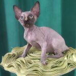Olivia-female-Sphynx-cat-puppy-for-sale-1 (3)