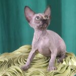 Olivia-female-Sphynx-cat-puppy-for-sale-1 (4)