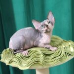 Omega-female-Sphynx-cat-puppy-for-sale-1 (2)