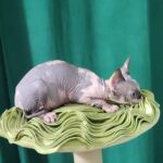 Omega-female-Sphynx-cat-puppy-for-sale-1 (3)
