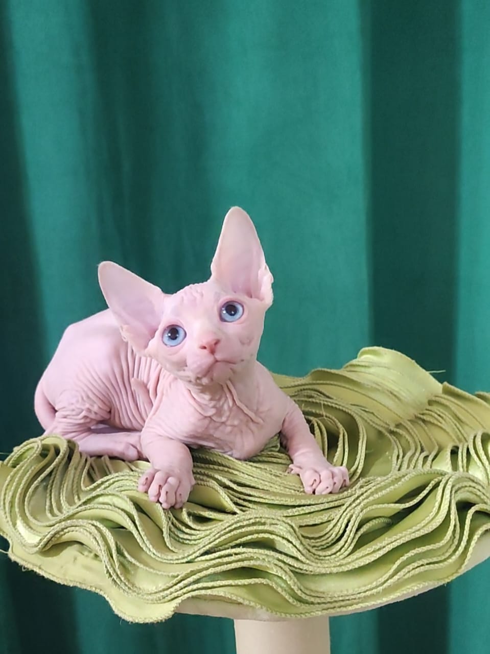 Oscar Sphynx