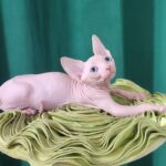 Oscar-male-Sphynx-cat-puppy-for-sale-1 (2)