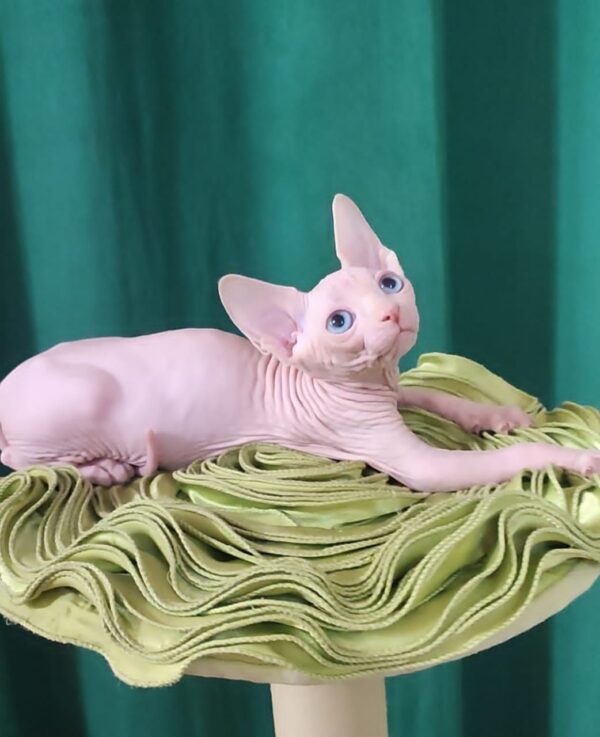 Oscar Sphynx