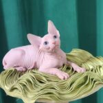 Oscar-male-Sphynx-cat-puppy-for-sale-1 (3)