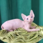 Oscar-male-Sphynx-cat-puppy-for-sale-1 (4)