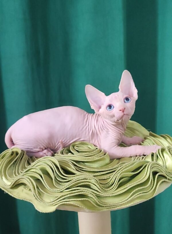 Oscar Sphynx