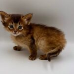 Quick-male-Somali-cat-puppy-for-sale-1 (1)