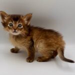 Quick-male-Somali-cat-puppy-for-sale-1 (2)