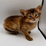 Quick-male-Somali-cat-puppy-for-sale-1 (3)