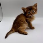 Quick-male-Somali-cat-puppy-for-sale-1 (4)