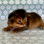 Raphael-male-Somali-cat-puppy-for-sale-1 (1)