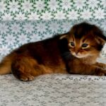 Raphael-male-Somali-cat-puppy-for-sale-1 (3)