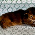 Raphael-male-Somali-cat-puppy-for-sale-1 (4)