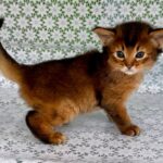Raptor-male-Somali-cat-puppy-for-sale-1 (1)