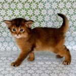 Raptor-male-Somali-cat-puppy-for-sale-1 (2)