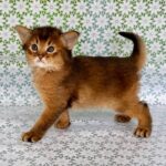 Raptor-male-Somali-cat-puppy-for-sale-1 (4)