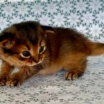 Roger-male-Somali-cat-puppy-for-sale-1 (1)