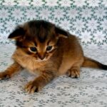 Roger-male-Somali-cat-puppy-for-sale-1 (2)